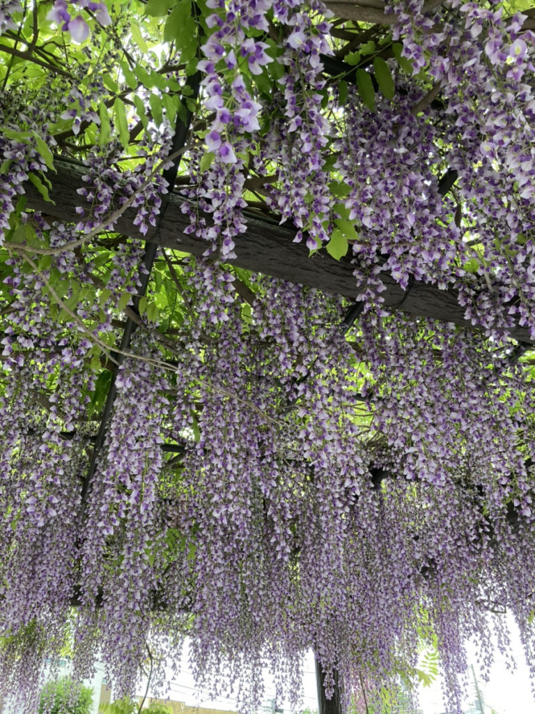 ５月の花の代表格 日野市で税理士をお探しなら山口税務会計事務所